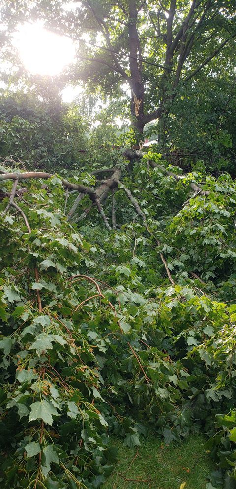 Tree limbs down near West Boulevard